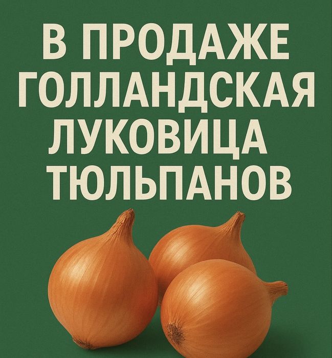 Продам луковицы тюльпанов для посадки в саду