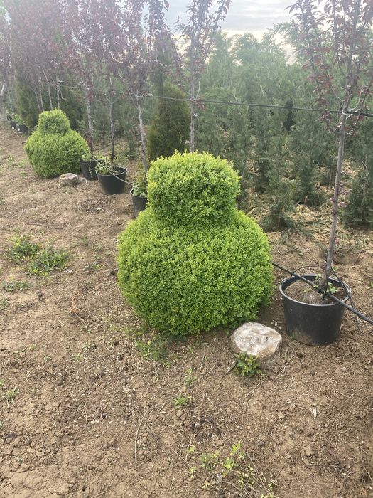 Gazon rulou si plante ornamentale