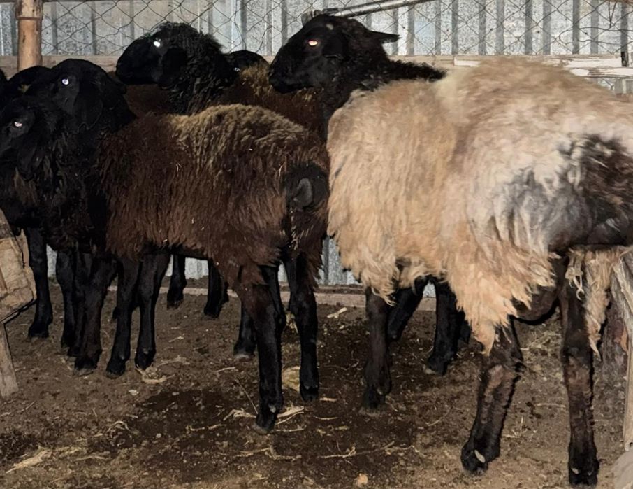 Баран қошқар тоқты