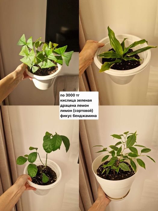 Комнатные растения/черенки/цветы от 100 тг