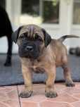 Cane corso cu pedigree
