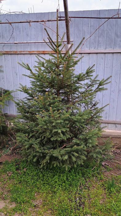 Brad de Craciun cu sau fara radacina