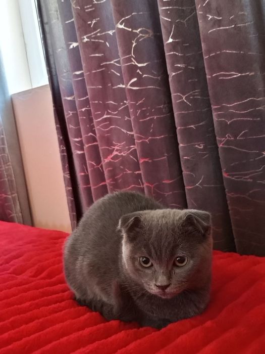 Mushuk. Кот. Pshik. Pipi.
