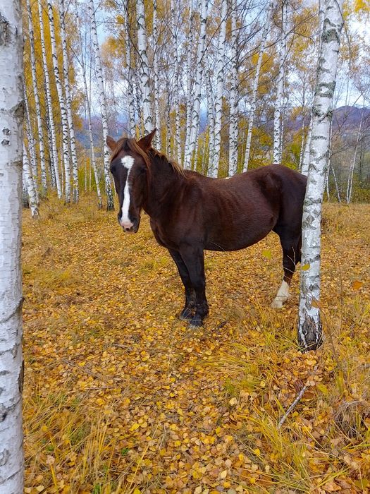 Se vinde mânză de aproape 2 ani