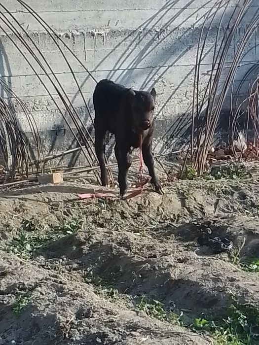 Ona bola sigir sotiladi bolasi urxochi 25 mln kami bor