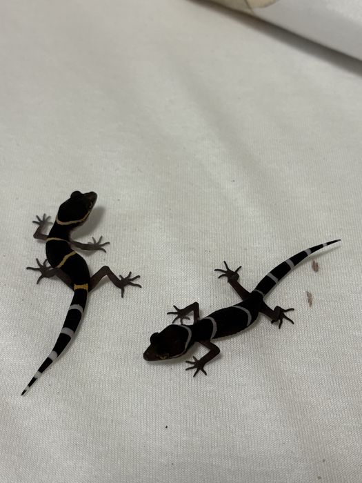 Vand pui cave gecko (Goniurosaurus hainanensis)