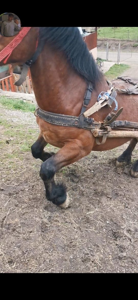 Vând cal de 4 ani garantat și in 1 și în 2