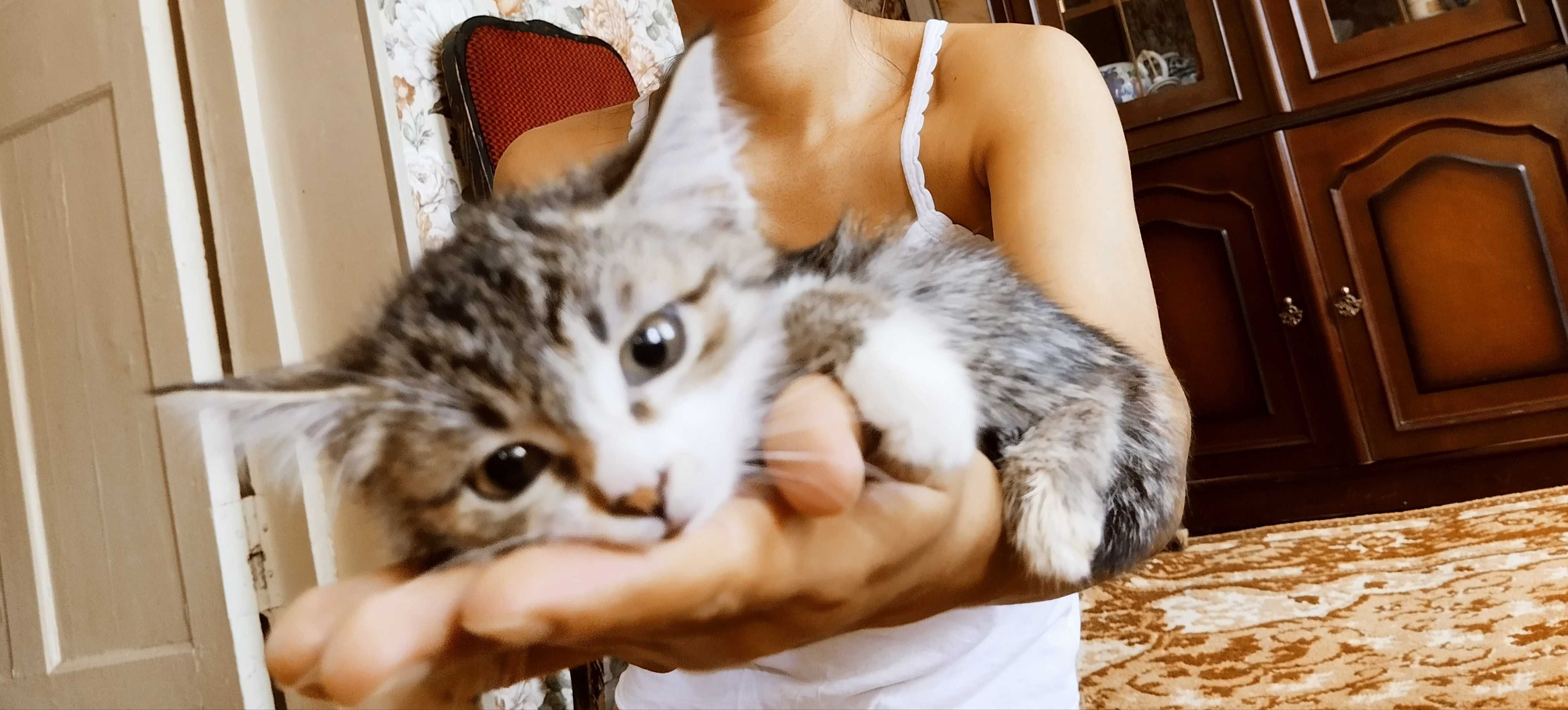 В добрые руки бело-тигрового /черно - белого окраса компанейский котик