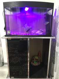 Akvarium 10ta baliq , abagref ,filtr, led,termometr va toshlari bilan