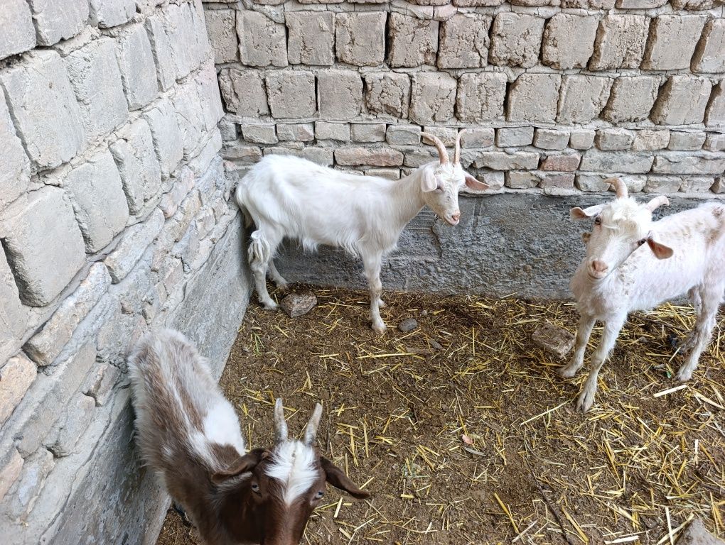 Eshki sotiladi narzini yana klishamiz