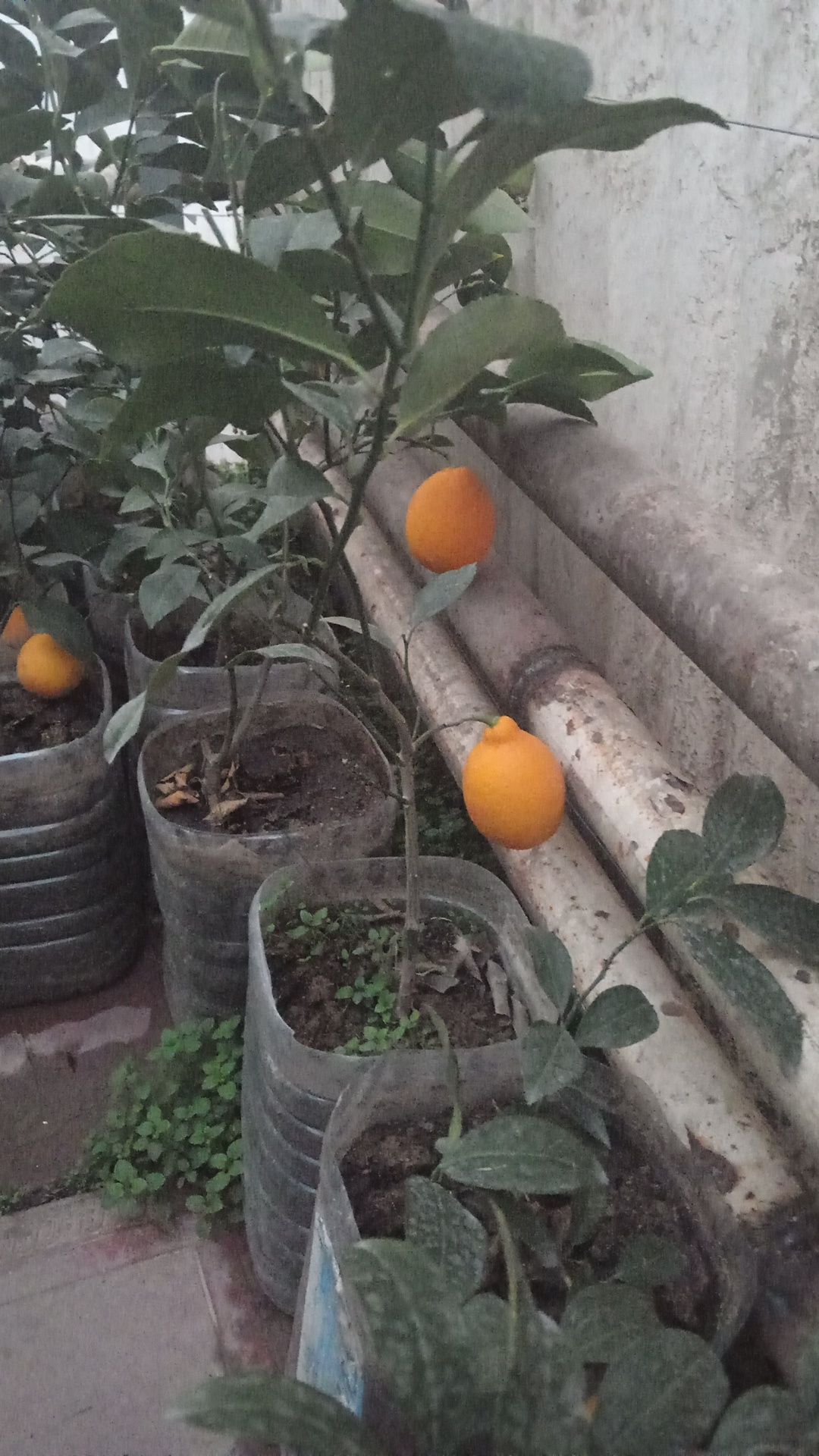 Limon ko'chatla bor