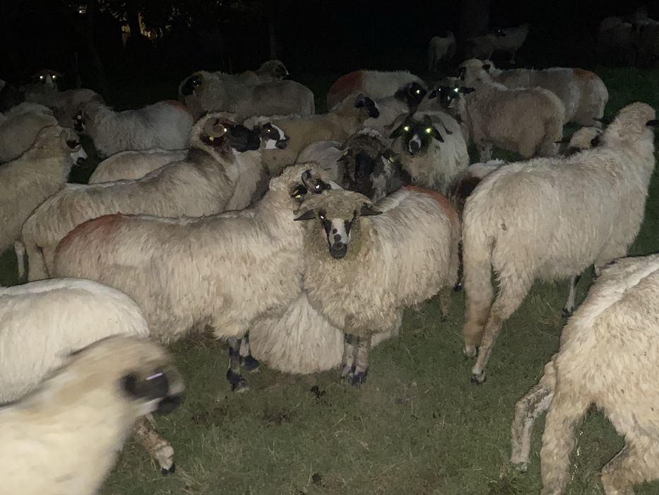 Oi bune isi cauta casa noua si stapan