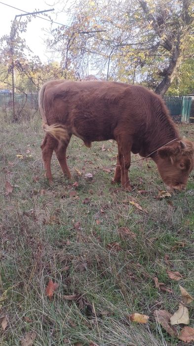 Vițel vițel vițel