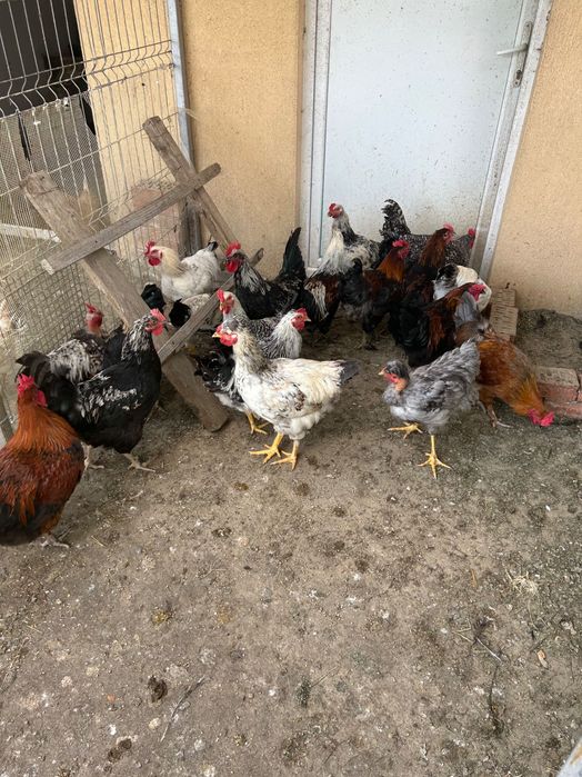 Cocoși de anul acesta de vanzare