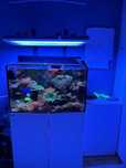 RedSea Reefer E250 cu echipamente/vietuitoare