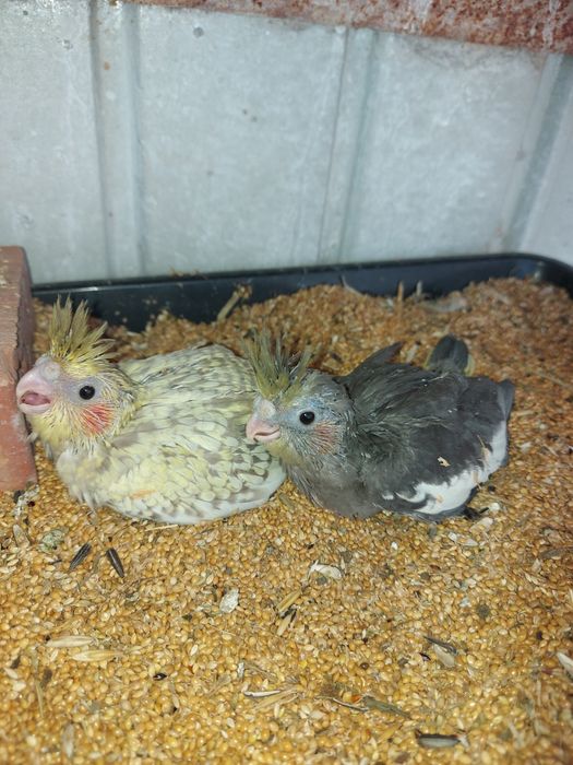 Pasari de colivie din crescătorie proprie