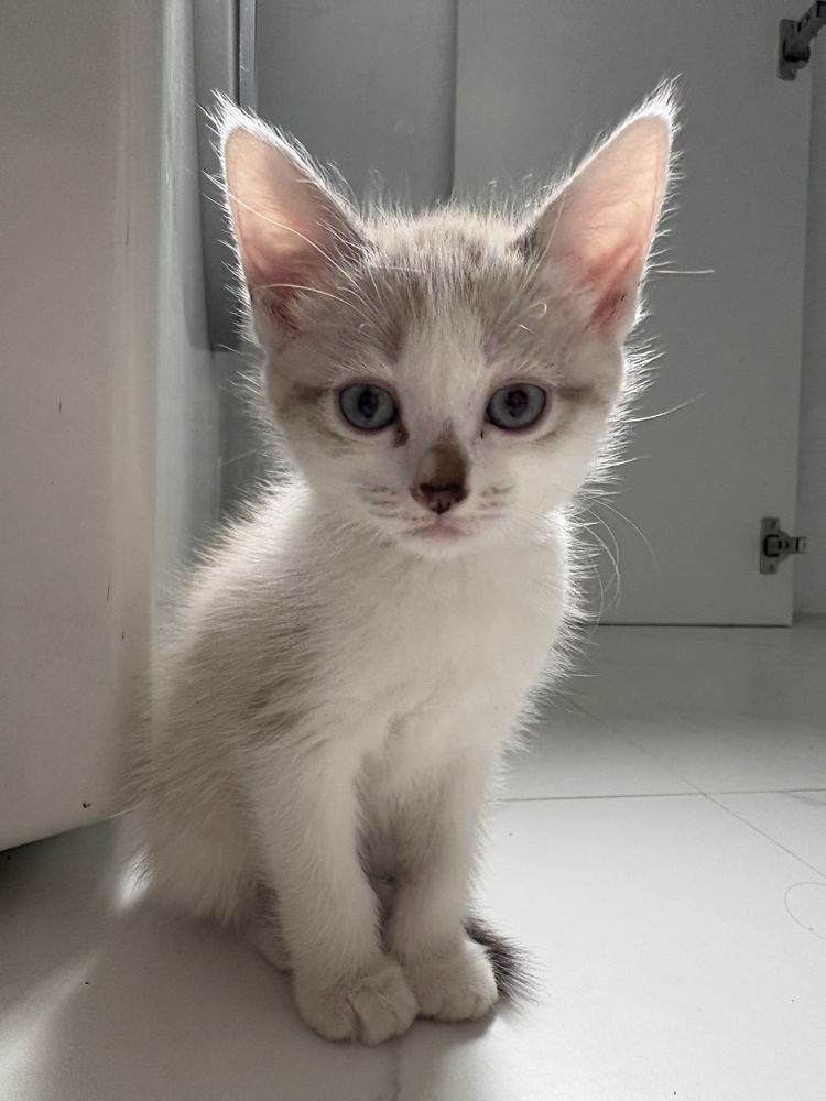 Котёнок ищет дом! Отдам только в хорошие руки!