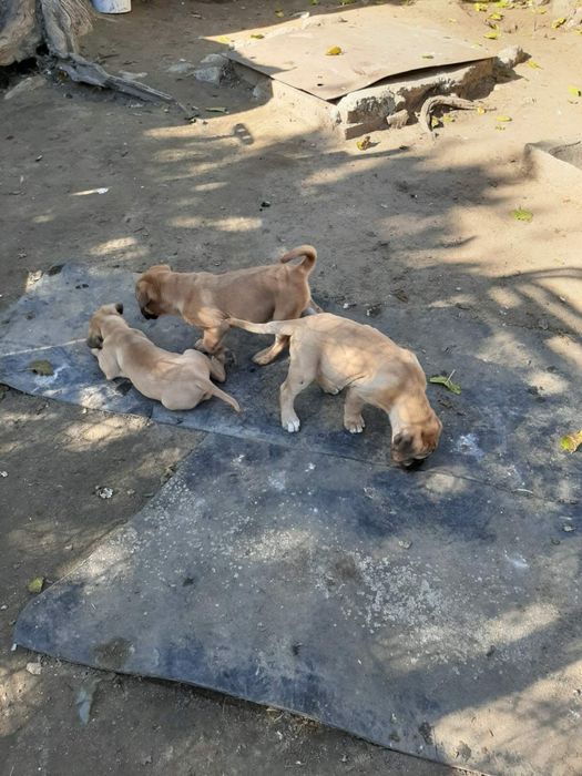 Продавам кане корсо