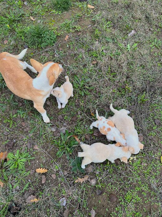 Подарявам Бели кученца Малка порода