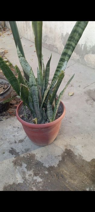 Домашние комнатные растения