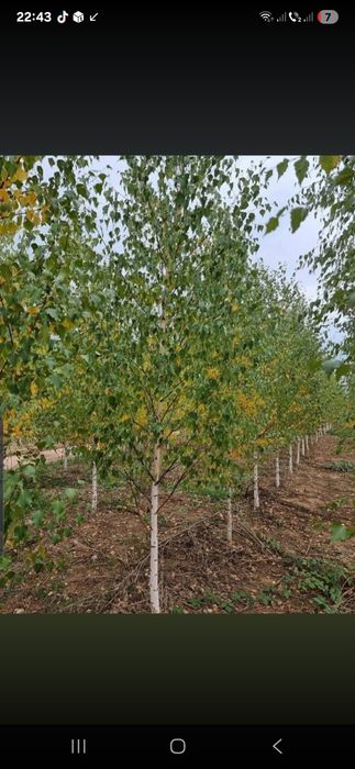 Mestecan tei platan copaci