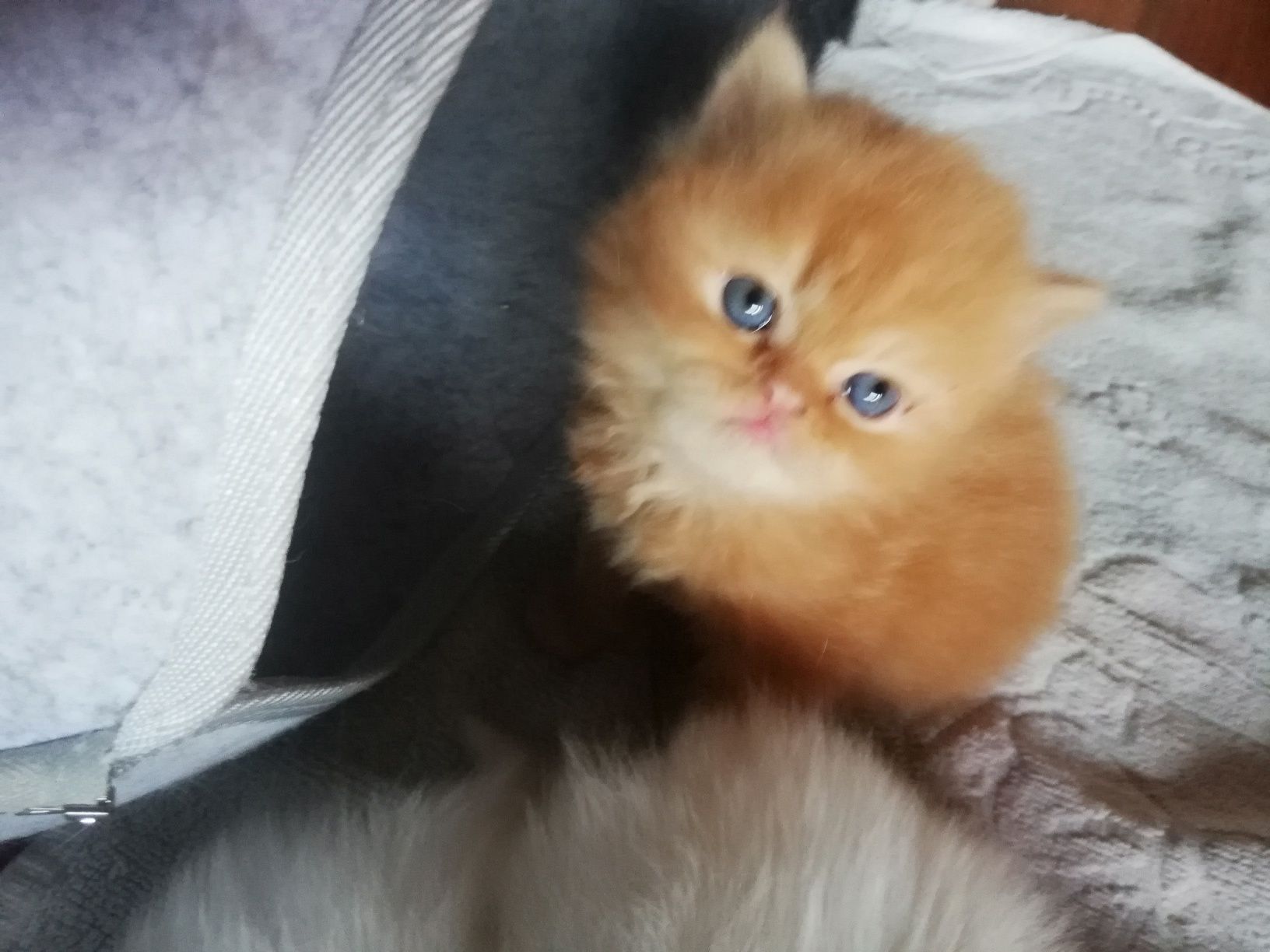 Персийски котенца