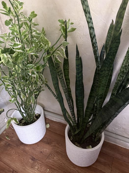 Продам Сансеверия и Педилантус