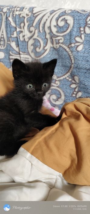 Девочки котята прелесть