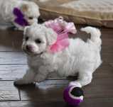 Bichon maltez fetita