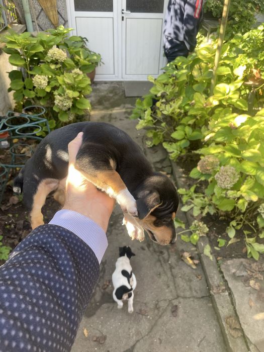 Джак Ръсел подарявам