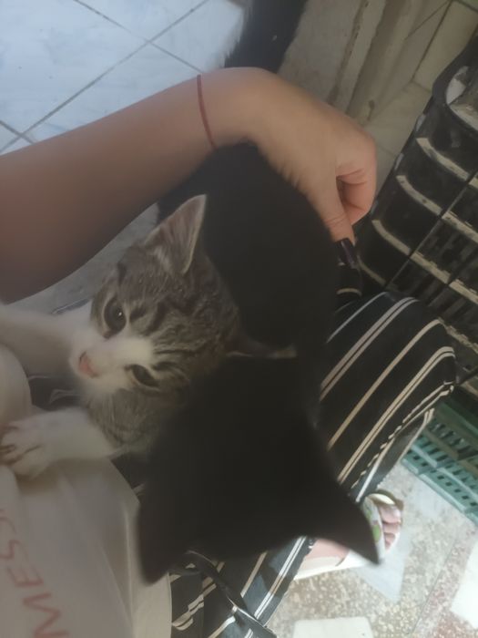 Donez 3 fetite frumoase