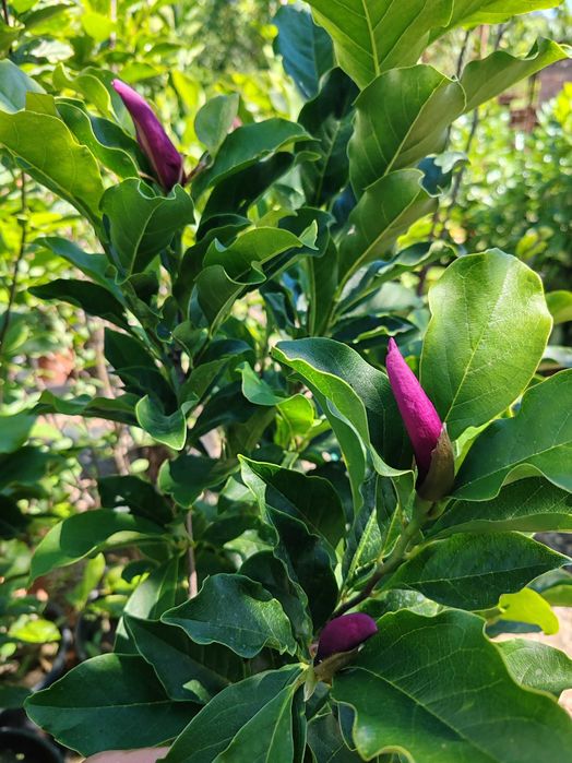 Magnolia la ghiveci 1,5 m pana la 2m
