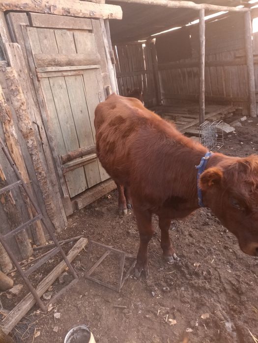 Продаются тайша тёлочка