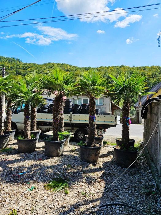 Plante ornamentale pentru proiecte peisagistice de succes
