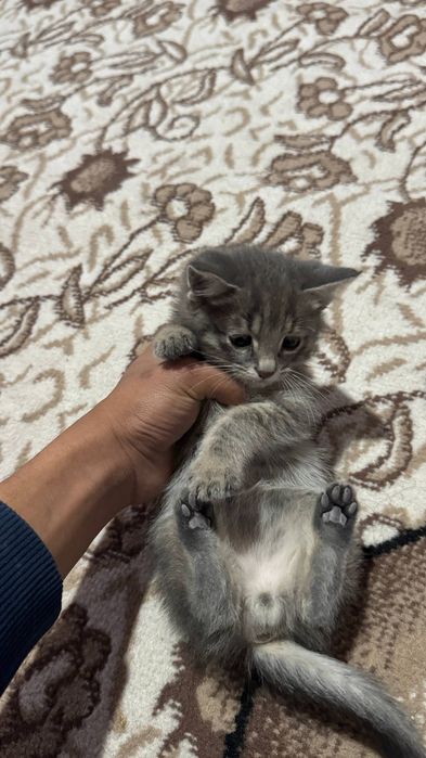 Кошки Мушук болалари текинга хадяга