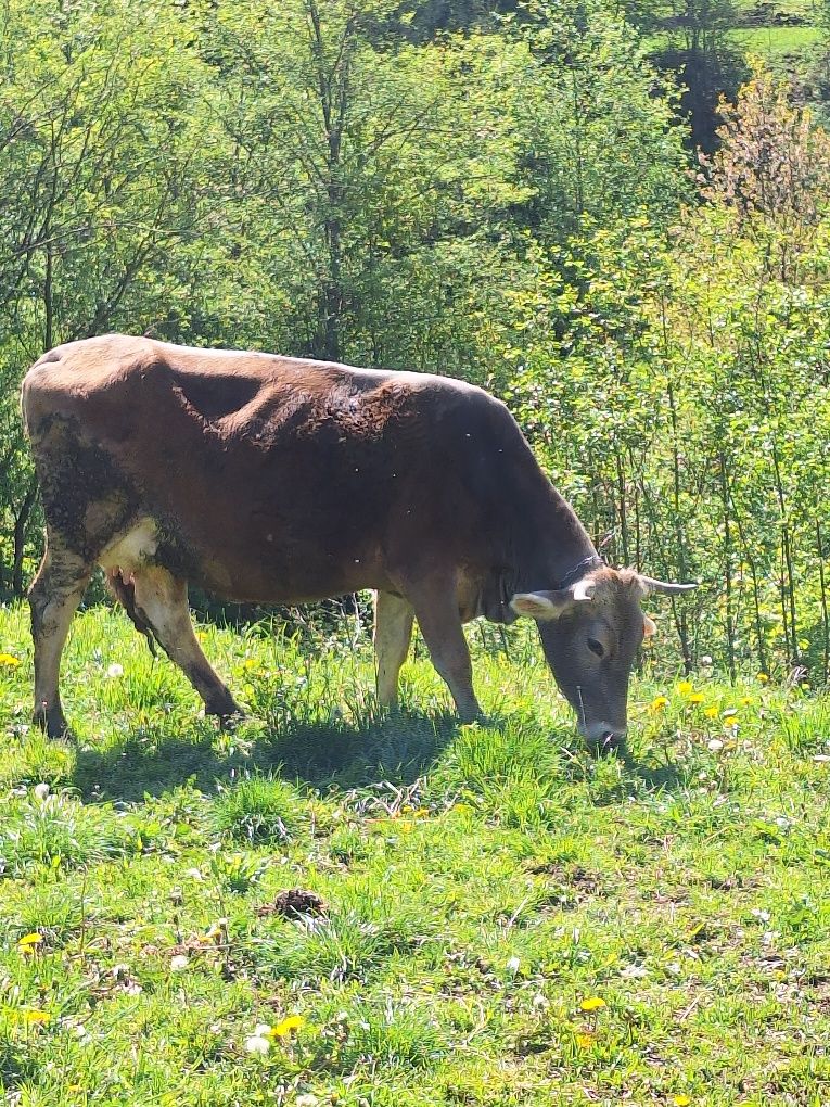 Vând vacă brună de Maramureș