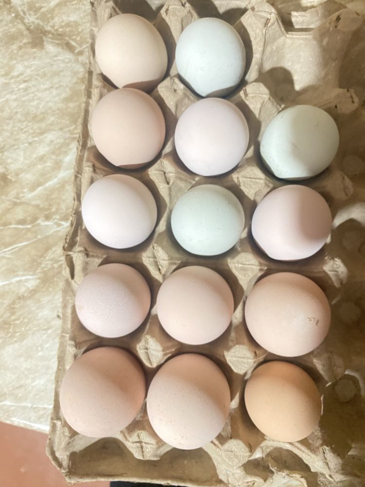 Qora shagʻzoda tuxumlari sotiladi