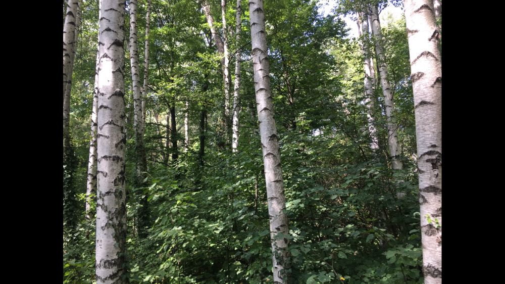 Земя - гори, село Антон, до стадион, на Подбалканският път