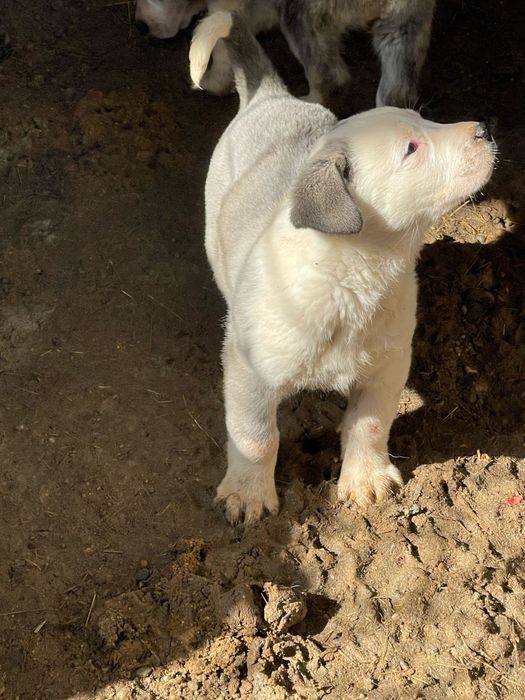 Ciobănesc de Asia Centrală