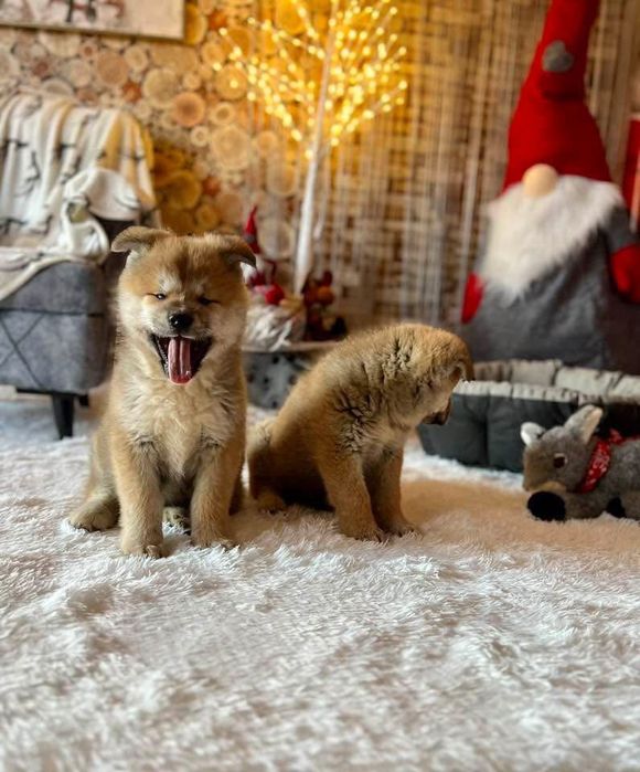 Акита Ину Кученца