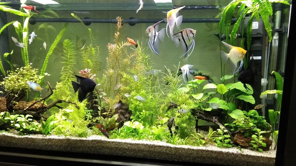 Аквариум от фирмы "SUNSUN" сенсорный экраном