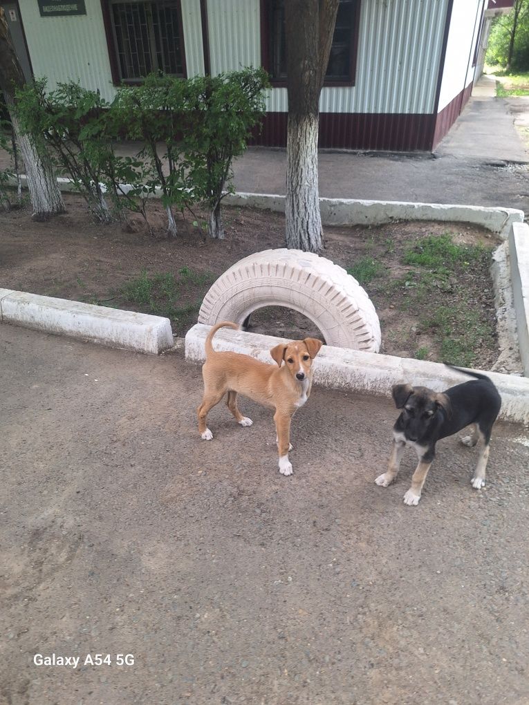 Собачки ищут Дом
