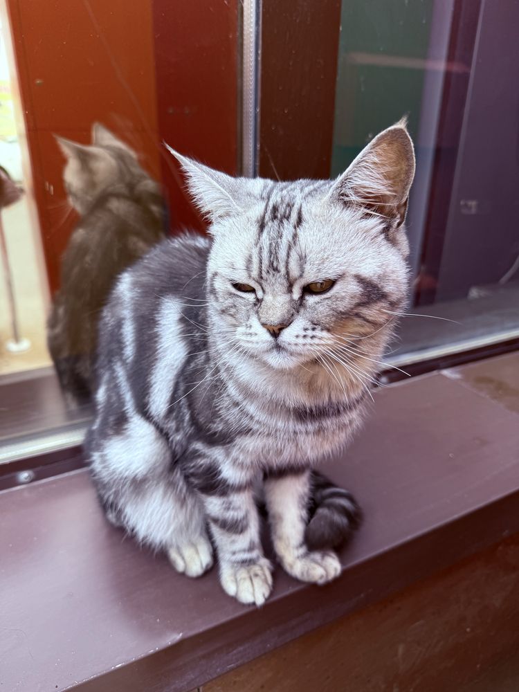 Котик ждет своих хозяев