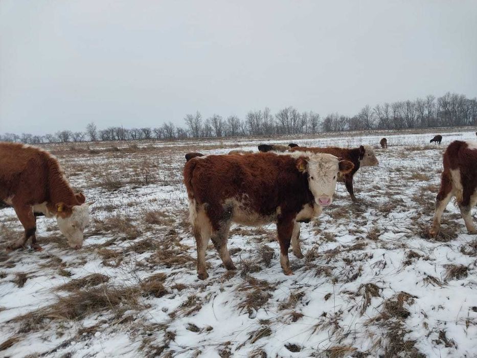 Продам крс 9 голов