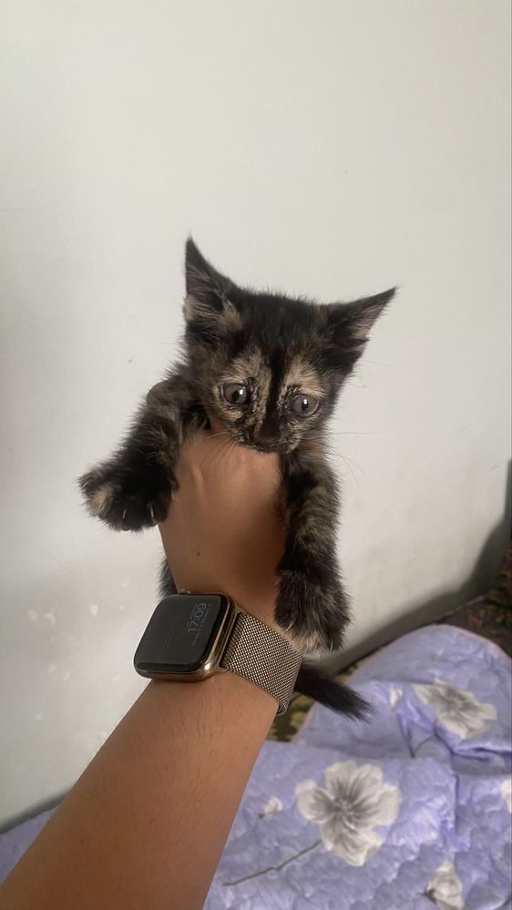 Отдам в добрые руки котят!!