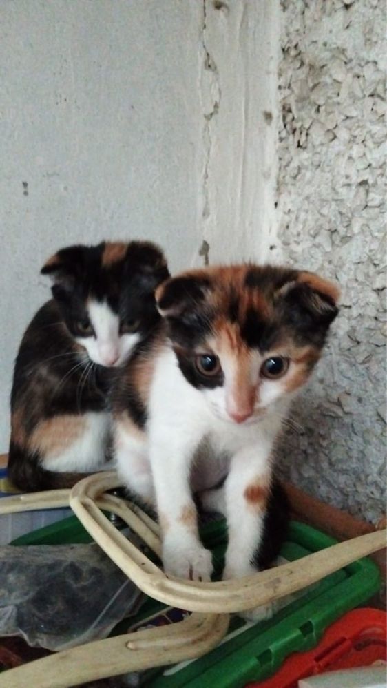 В добрые руки котята