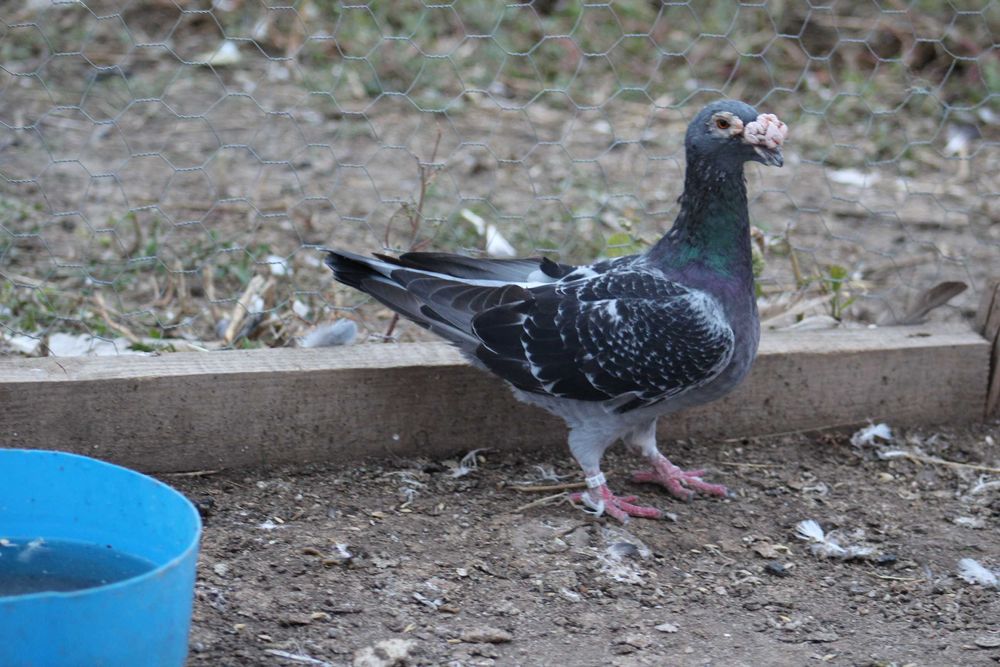 porumbei duduros