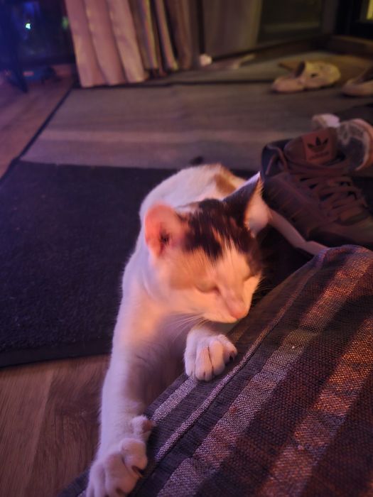 Pisicuta fetita, 6 luni, pentru adoptie Bucuresti-Ilfov