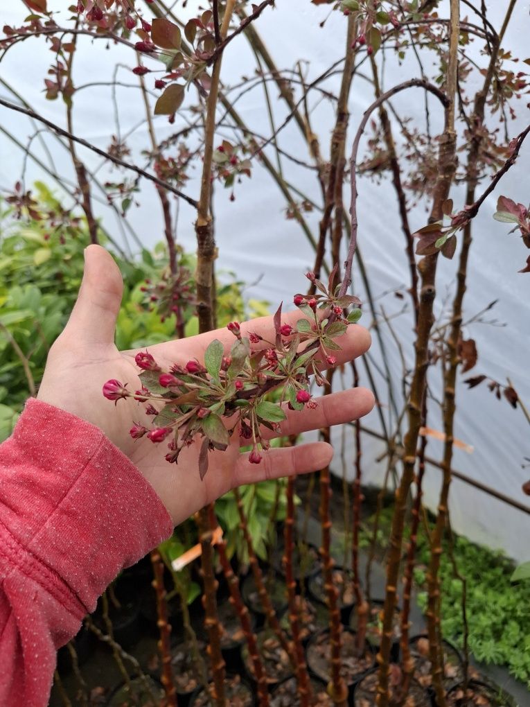 Плачеща ябълка royal beauty 160cm в саксия