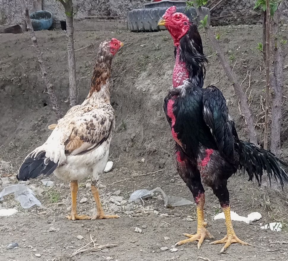 Toza dakang jójalar